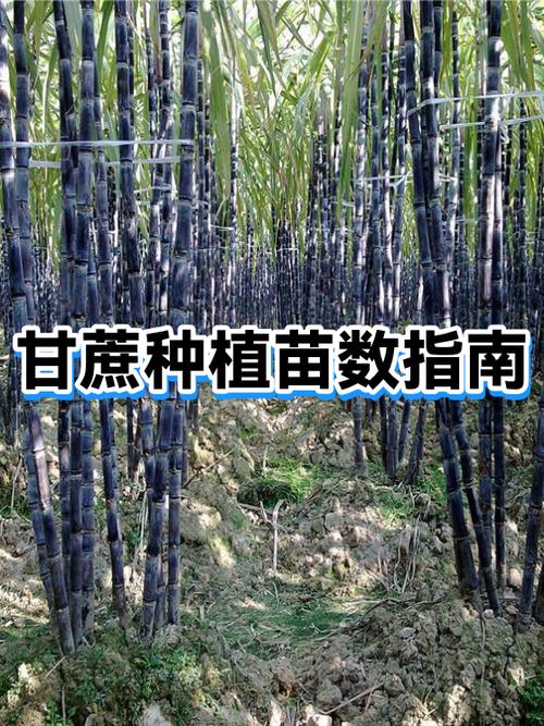 新手怎么削甘蔗