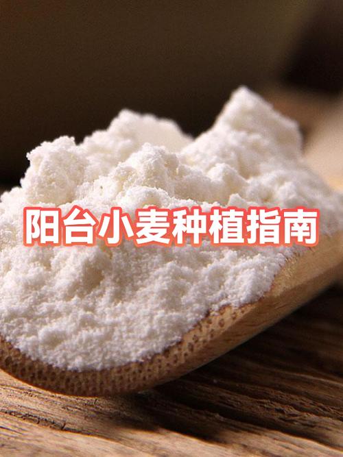 阳台小麦的种植方法