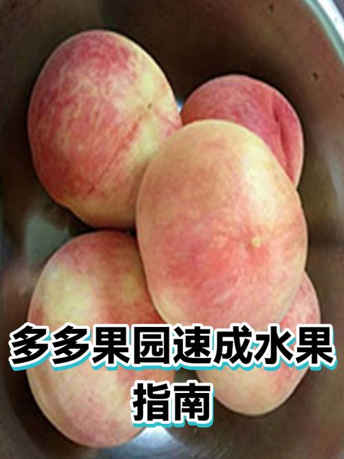 多多果园多久才能领水果