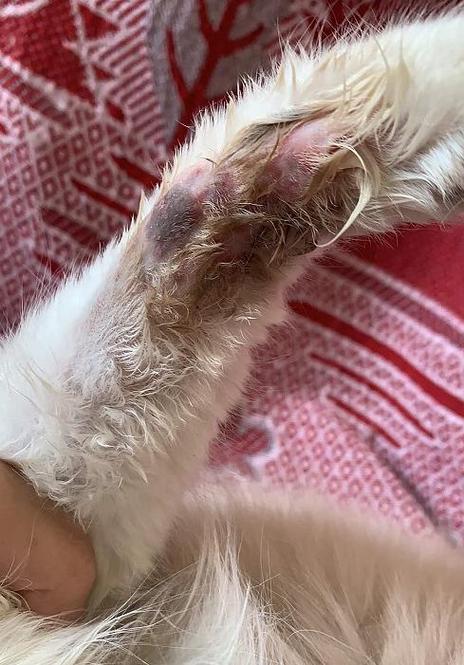 猫皮肤长黑斑怎么回事