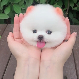 什么宠物好养又干净