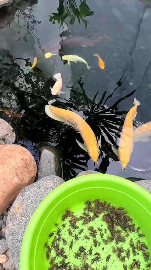 黄化龙鱼视频