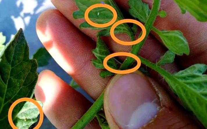 番茄里有白色虫子吃了会怎样