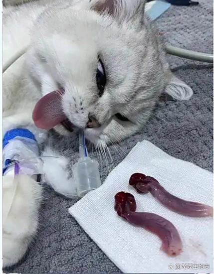 小奶猫最难熬的阶段