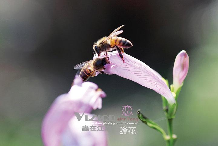 蜜蜂采花暗示什么爱情