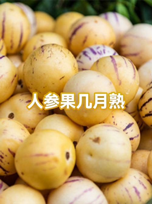人参果熟不熟怎么区分