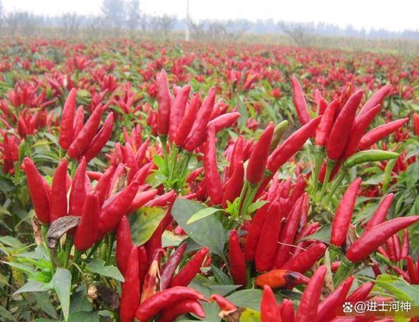 辣椒有多种叫法叫他什么