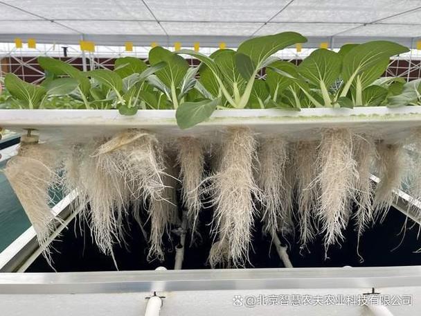 种菜技术不用土