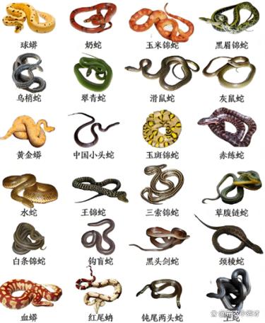 蛇的图片大全大图