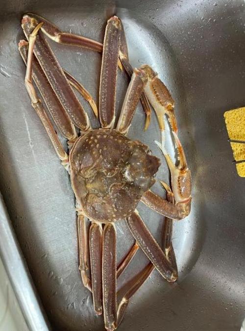 这个季节的帝王蟹肉多不多