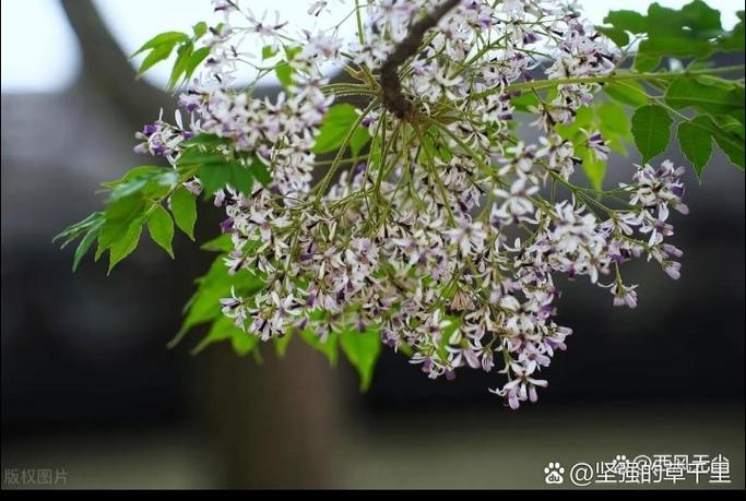 恋花