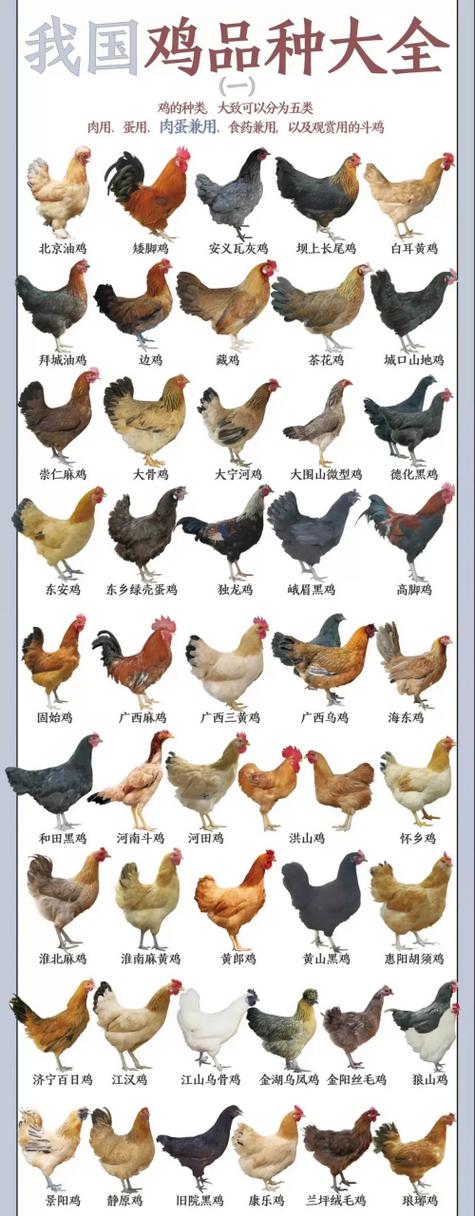 鸡有多少种类图片大全