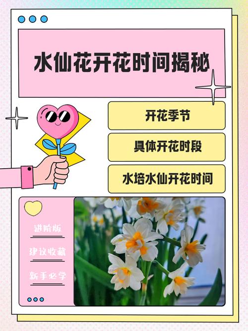 水仙花的开花时间