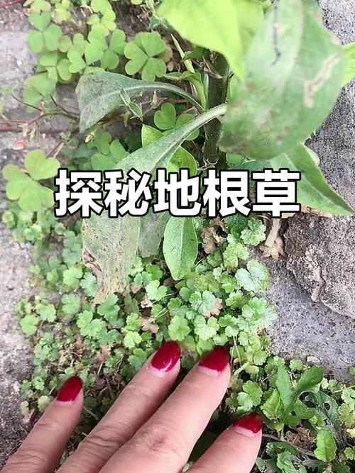收集解药任务地根草图标