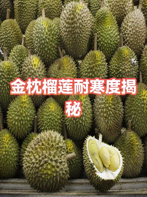 金枕榴莲能抗零下20度吗