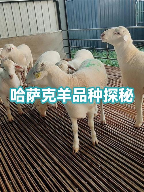 绵羊品种大全及图片名