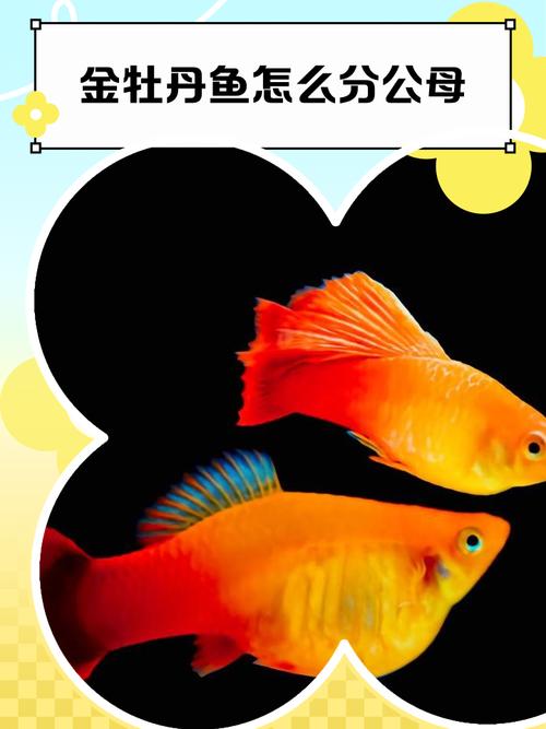 牡丹鱼片多少钱一份