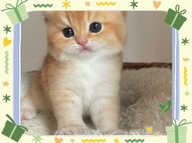 小猫咕噜咕噜