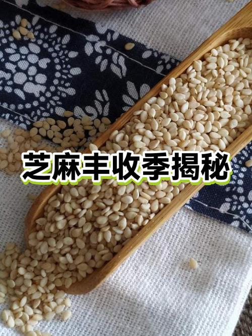 无法使用芝麻约定