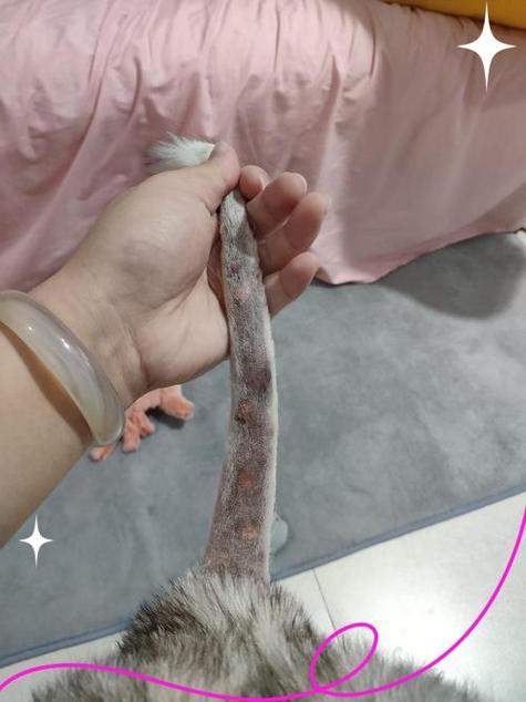 猫咪无缘无故后腿瘸了