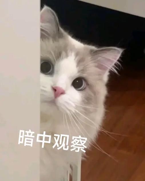 暗中观察表情包图片