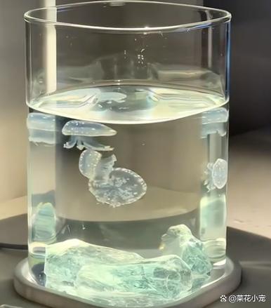 水母有什么深沉意义