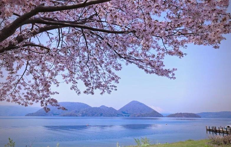 和平精英浪漫樱花多少钱