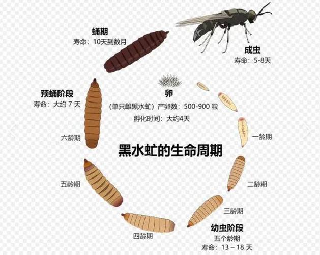蜚的介绍和种类截图