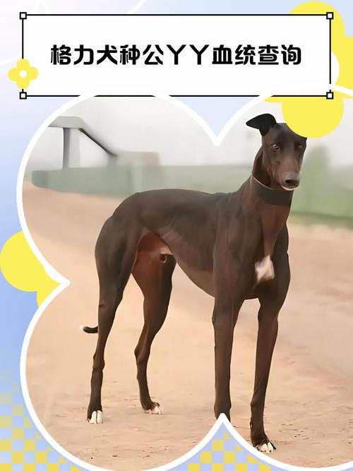 怎样打开澳洲绿网格力犬网