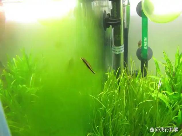 除鱼缸绿藻最好方法