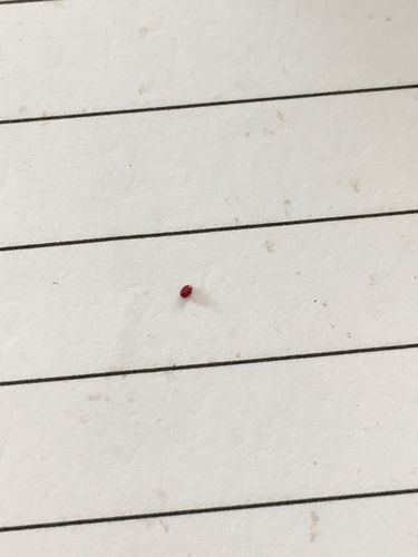 像小红点一样的虫子
