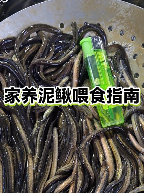 泥鳅不去内脏有毒吗
