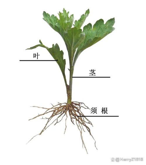 菊花的寿命是几年缩略图