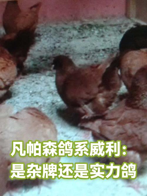 赛鸽是杂牌还是小品牌缩略图