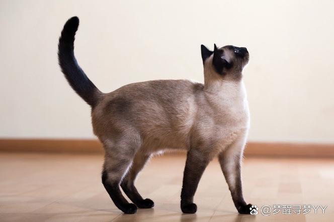 猫咪尾巴翘很高还抖动意思