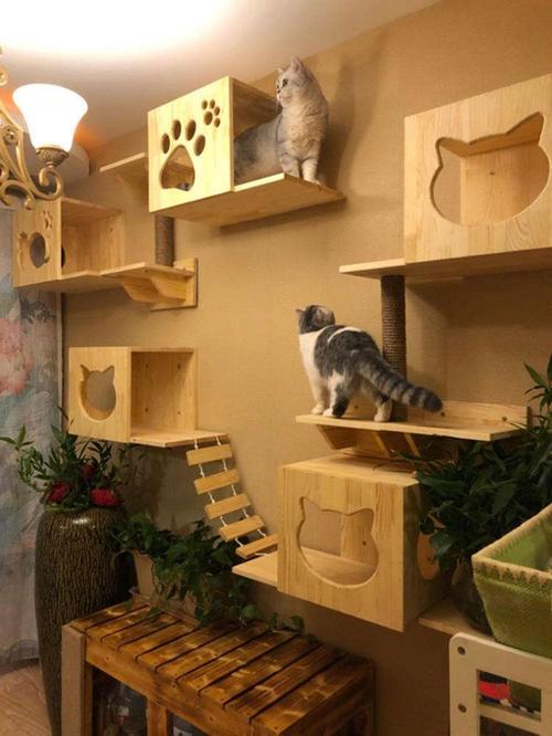 淘宝正规猫舍