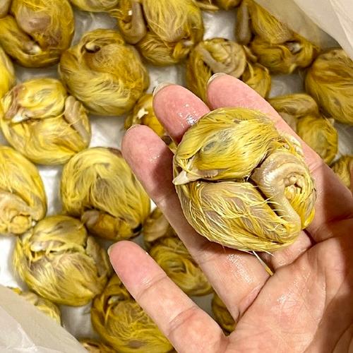 毛蛋上面的毛要弄掉吗
