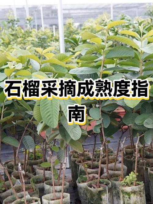 软籽石榴不熟时籽是否软