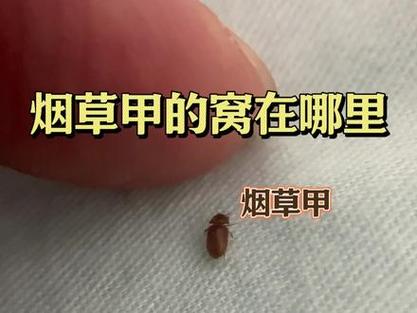 床上一般都有什么虫子
