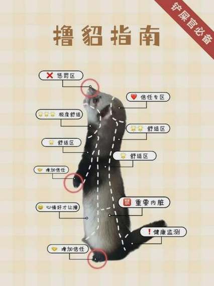 宠物貂的寿命是几年