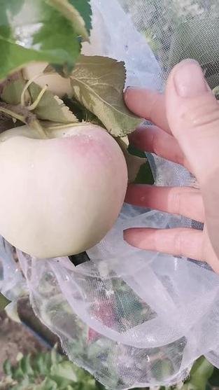 矮化自根砧