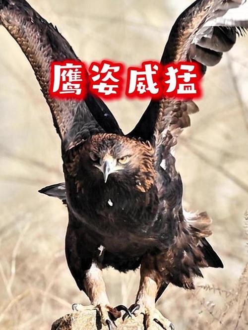 鹰姿翘首魔杖图片