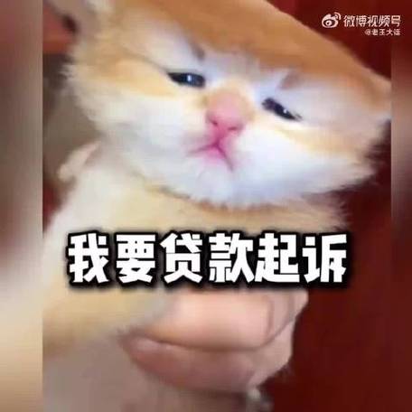 贷喵