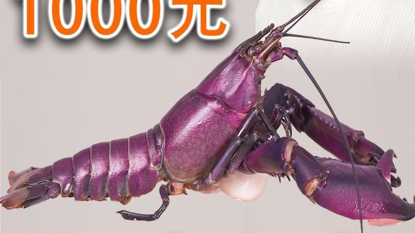 龙虾一只1000正常吗