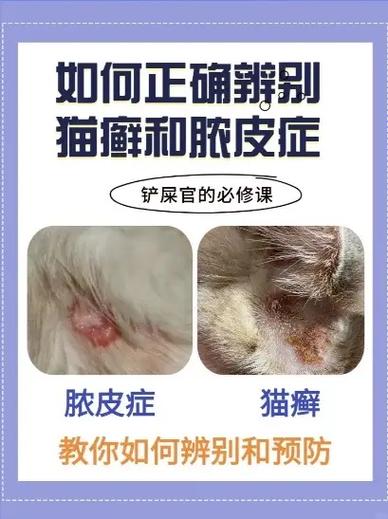 怎么分辨是不是猫藓