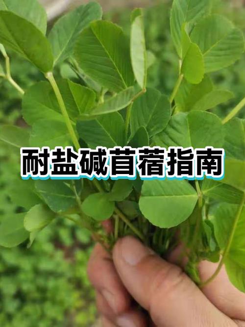 怎样辨别苜蓿的真假