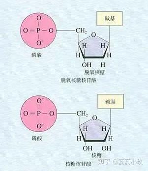 dna和rna的关系