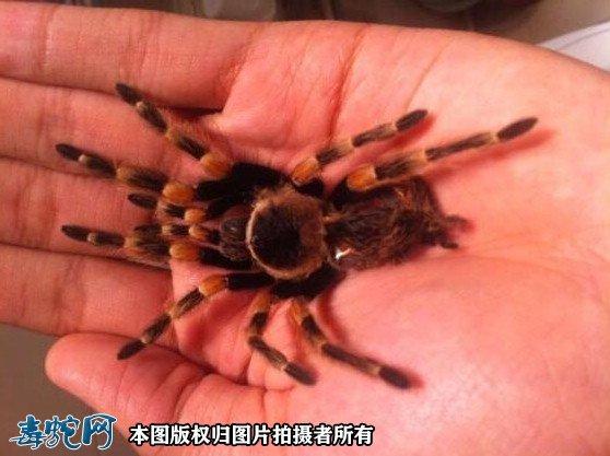 女人看见红蜘蛛的预兆
