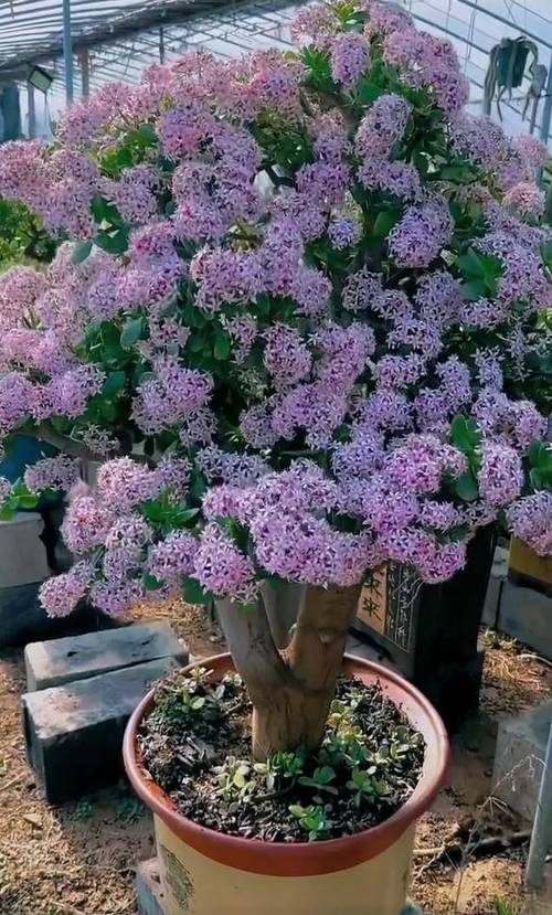 玉树开花图片欣赏