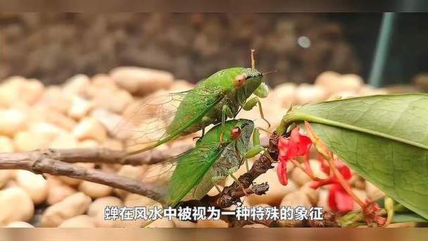 蝉在风水里代表什么